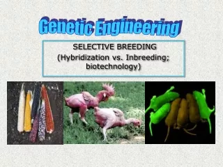 SELECTIVE BREEDING (Hybridization vs. Inbreeding; biotechnology)