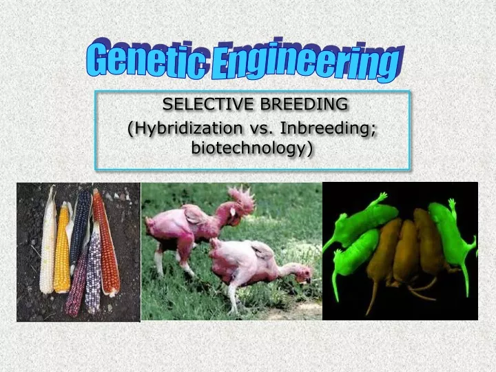 selective breeding hybridization vs inbreeding biotechnology