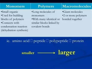 ie.  amino acid   peptide  polypeptide  protein