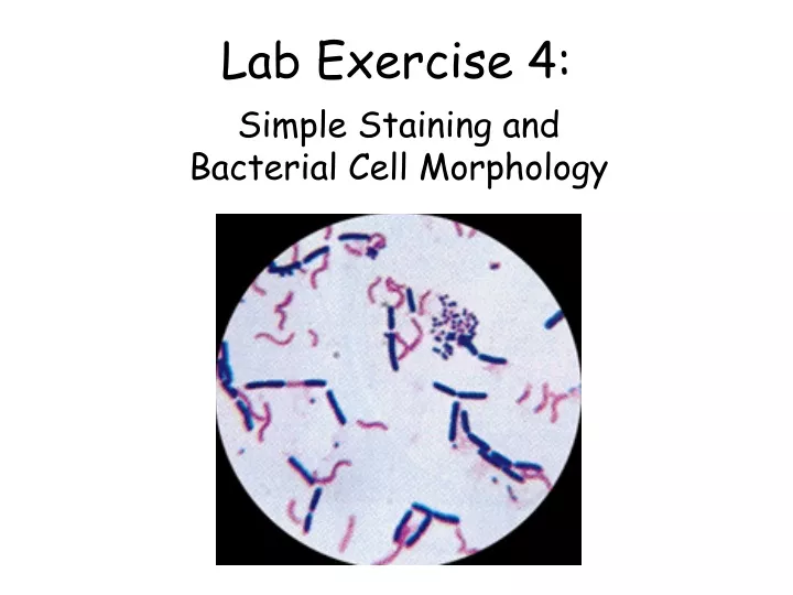 lab exercise 4