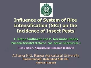 Influence of System of Rice Intensification (SRI) on the Incidence of Insect Pests