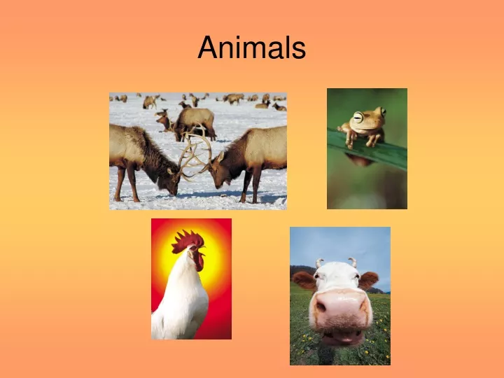 animals