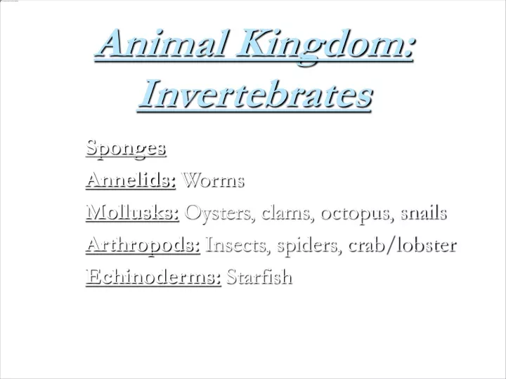 animal kingdom invertebrates