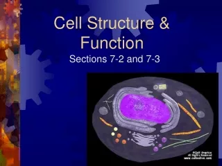 Cell Structure &amp; Function