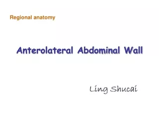 Anterolateral Abdominal Wall