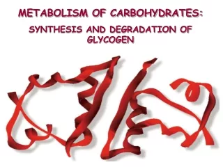 METABOLISM OF CARBOHYDRATES:  SYNTHESIS  AND DEGRADATION OF GLYCOGEN