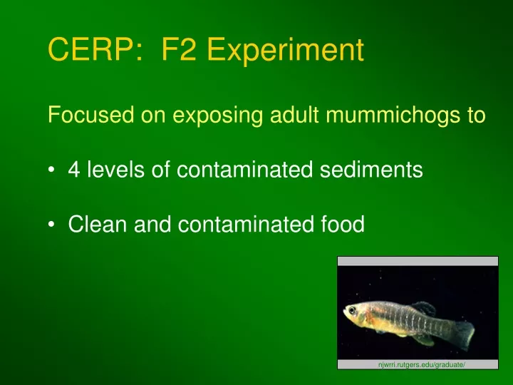cerp f2 experiment
