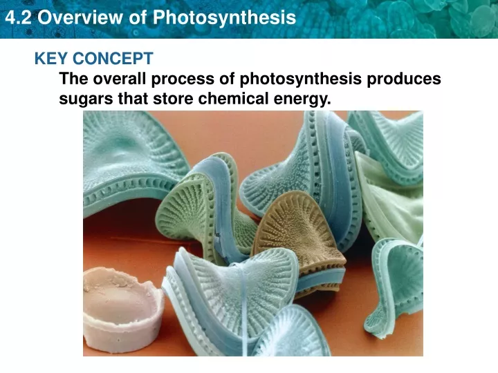 key concept the overall process of photosynthesis