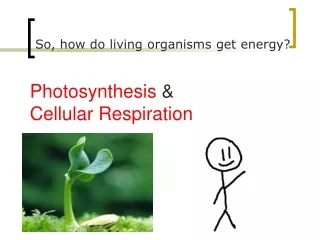 Photosynthesis  &amp; Cellular Respiration