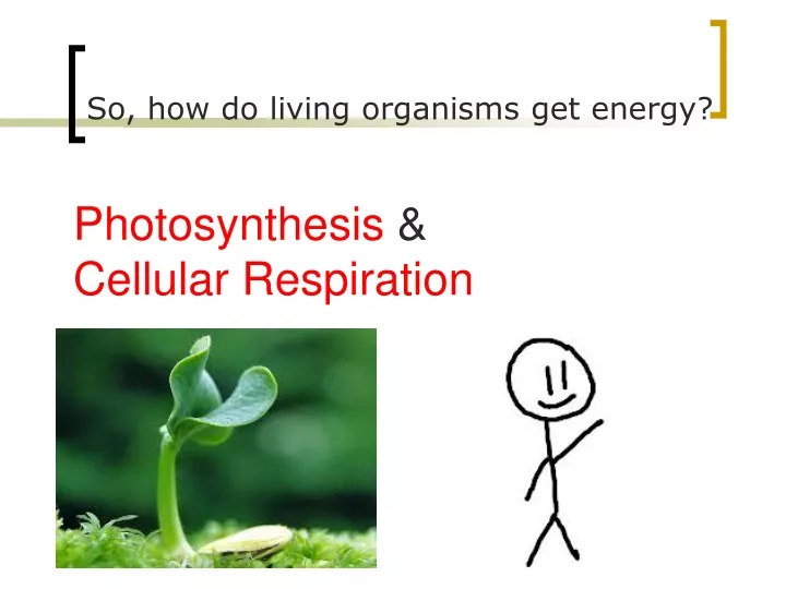 photosynthesis cellular respiration