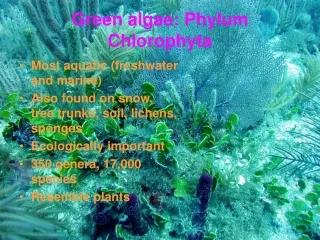 Green algae: Phylum Chlorophyta