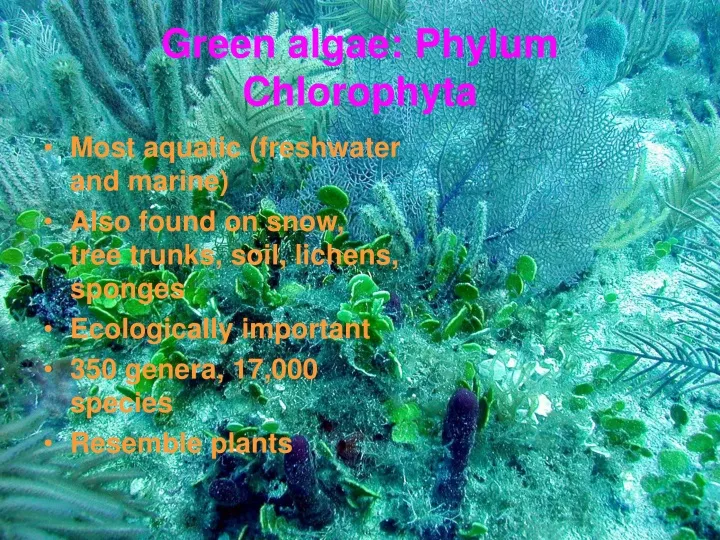 green algae phylum chlorophyta