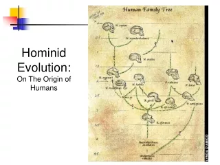 Hominid  Evolution: On The Origin of Humans