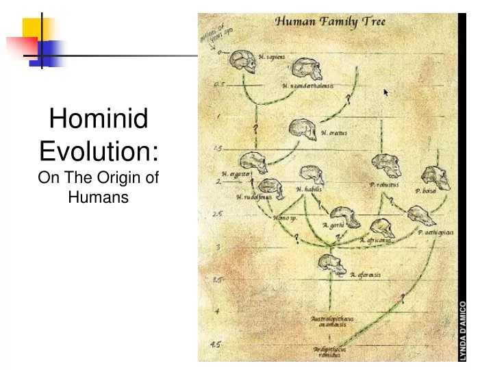 hominid evolution on the origin of humans
