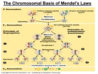 The Chromosomal Basis of Mendel’s Laws