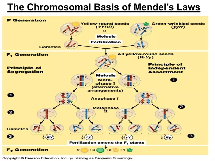 the chromosomal basis of mendel s laws