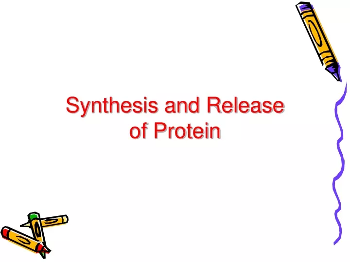 synthesis and release of protein
