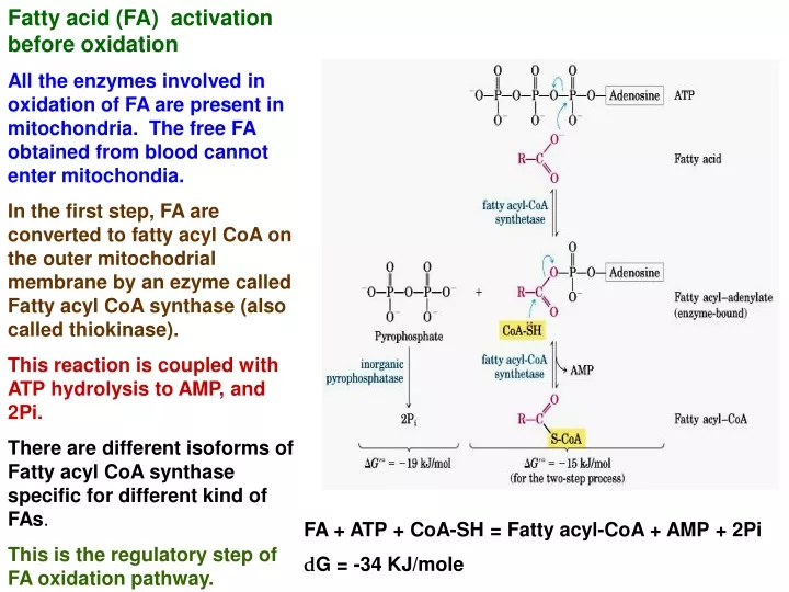 fatty acid fa activation before oxidation