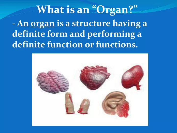 what is an organ
