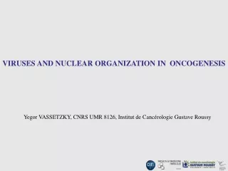 VIRUSES AND NUCLEAR ORGANIZATION IN  ONCOGENESIS
