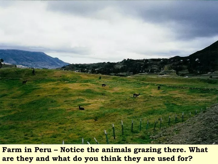 farm in peru notice the animals grazing there