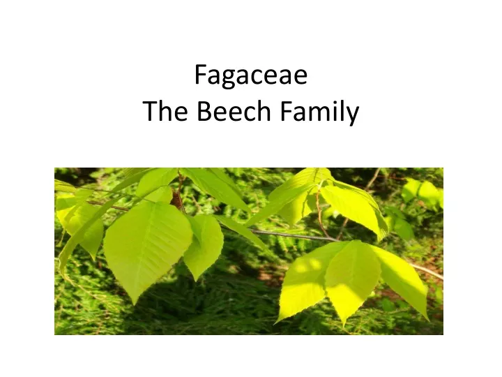 fagaceae the beech family