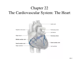 Chapter 22 The Cardiovascular System: The Heart