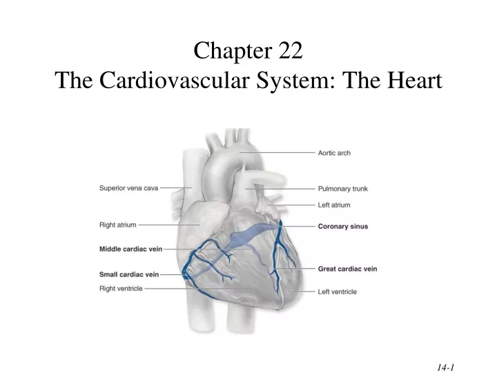 chapter 22 the cardiovascular system the heart