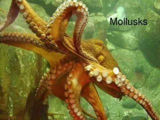 Mollusks