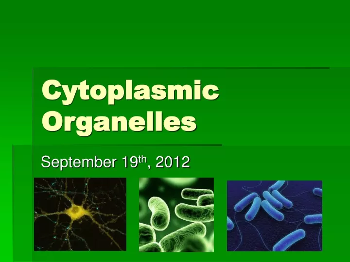 cytoplasmic organelles