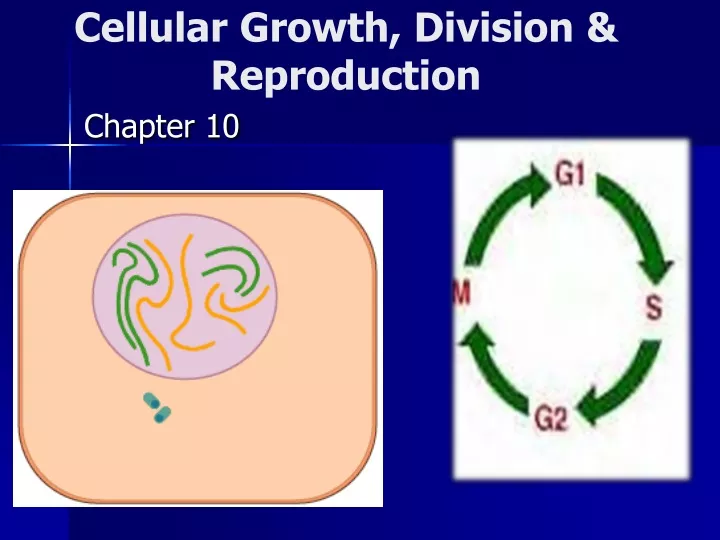 cellular growth division reproduction