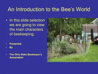 An Introduction to the Bee’s World