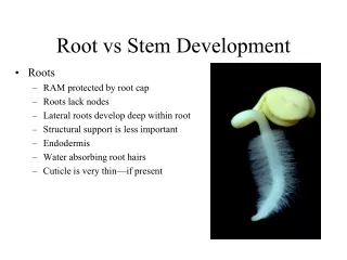 Root vs Stem Development