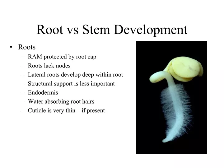 root vs stem development