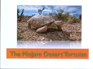 TRACKING our Desert Tortoise shell!!