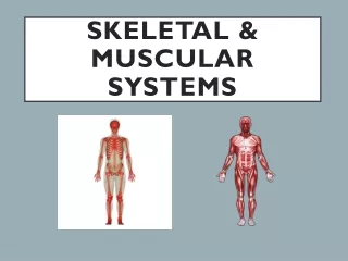 Skeletal  &amp; Muscular Systems