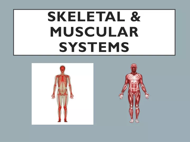 skeletal muscular systems