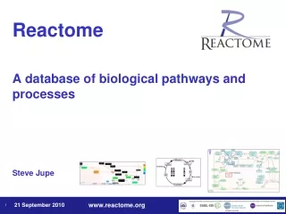 Reactome A database of biological pathways and processes Steve Jupe