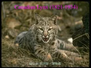 Canadian Lynx (1821-1934)