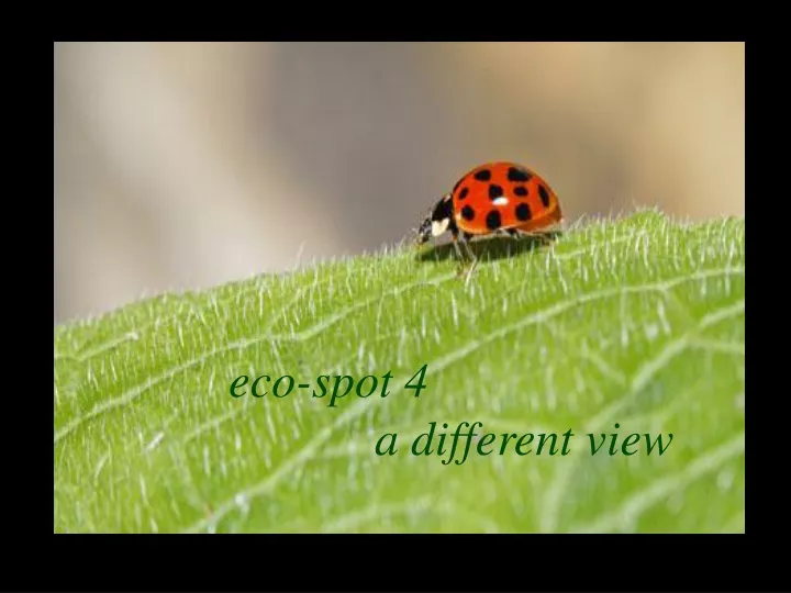 eco spot 4 a different view