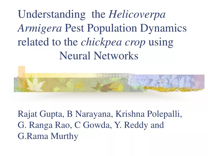 understanding the helicoverpa armigera pest