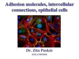 Adhesion molecules, intercellular connections, epithelial cells