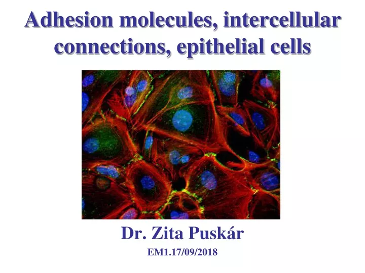 adhesion molecules intercellular connections epithelial cells