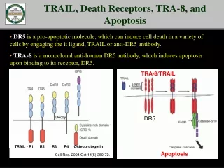 TRAIL, Death Receptors, TRA-8, and Apoptosis