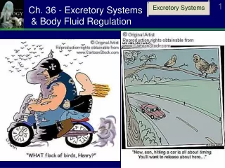 Ch. 36 - Excretory Systems  &amp; Body Fluid Regulation