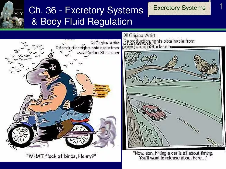 ch 36 excretory systems body fluid regulation