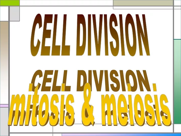 cell division mitosis meiosis