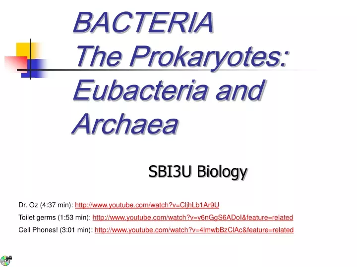 bacteria the prokaryotes eubacteria and archaea