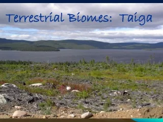 Terrestrial Biome