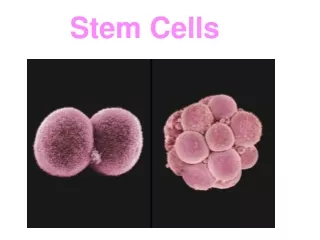 Stem Cells